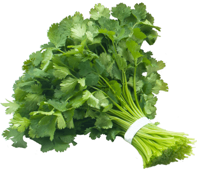 cilantro